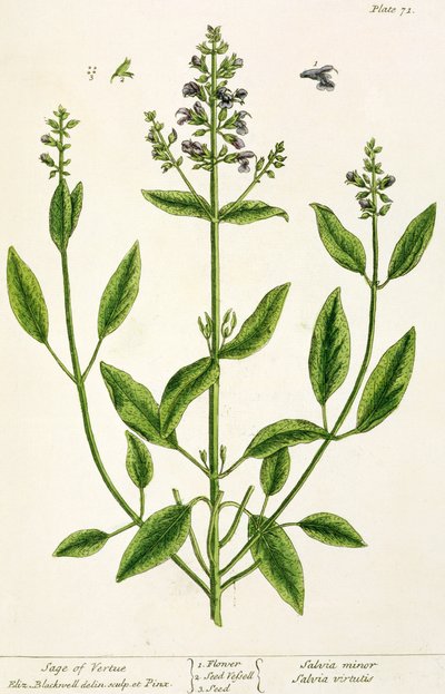 سلفام من "A Curious Herbal" ، 1782 (نقش الألوان) بواسطة إليزابيث بلاكويل