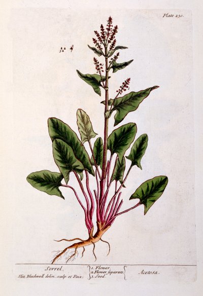 سوريل ، لوحة 230 من "A Curious Herbal" ، تم نشره عام 1782 (نقش الألوان) بواسطة إليزابيث بلاكويل