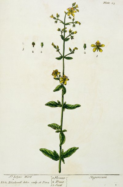 نبتة سانت جون ، اللوحة 15 من "A Curious Herbal" ، نشرت عام 1782 (نقش الألوان) بواسطة إليزابيث بلاكويل