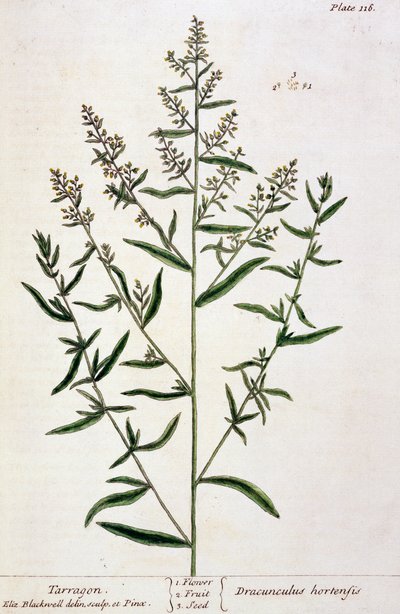 Tarragon ، لوحة 116 من "A Curious Herbal" ، تم نشره عام 1782 (نقش الألوان) بواسطة إليزابيث بلاكويل