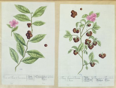 الشاي والشاي الصيني ، لوحة من "Herbarium Blackwellianum" نشرت 1757 في نورمبرغ ، ألمانيا (نقش الألوان) بواسطة إليزابيث بلاكويل