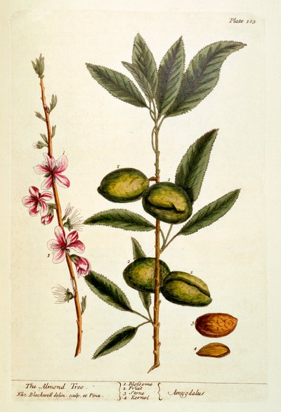 The Almond Tree ، اللوحة 105 من "A Curious Herbal" ، تم نشره عام 1782 (نقش الألوان) بواسطة إليزابيث بلاكويل