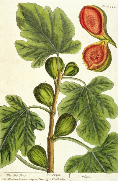 شجرة التين ، اللوحة 125 من "A Curious Herbal" ، نشرت 1782 (نقش الألوان) بواسطة إليزابيث بلاكويل