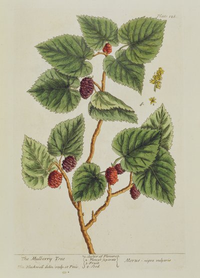 The Mulberry Tree ، اللوحة 126 من "A Curious Herbal" ، تم نشره عام 1782 (نقش الألوان) بواسطة إليزابيث بلاكويل