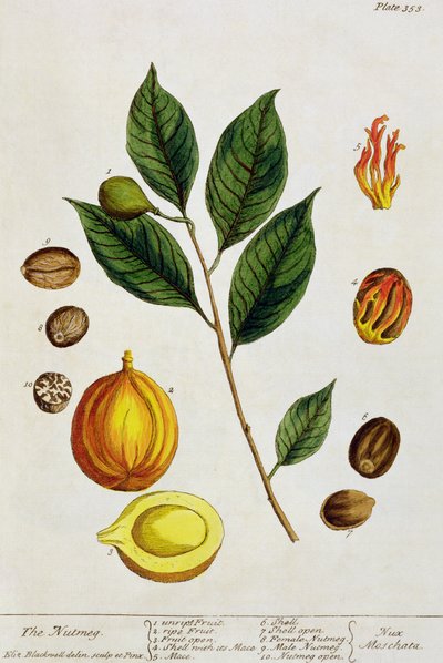 جوزة الطيب ، لوحة 353 من `` A Curious Herbal &39;&39; ، نشرت 1782 (نقش الألوان) بواسطة إليزابيث بلاكويل