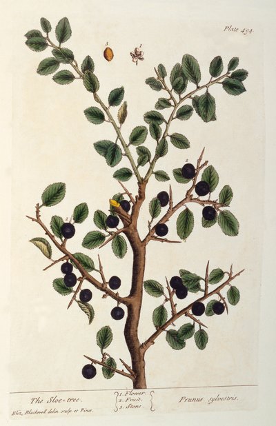 The Sloe Tree ، اللوحة 494 من "The Curious Herbal" ، تم نشره عام 1782 (نقش الألوان) بواسطة إليزابيث بلاكويل