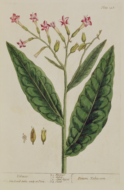 التبغ ، لوحة 146 من "A Curious Herbal" ، تم نشره عام 1782 (نقش الألوان) بواسطة إليزابيث بلاكويل