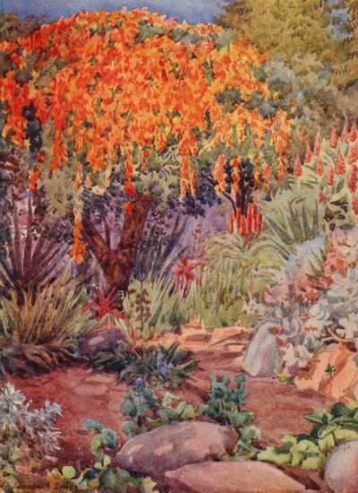 برتقال بيجنونيا فينوستا، وودلي، ديربان (ليثو ملون) بواسطة إليزابيث دريك