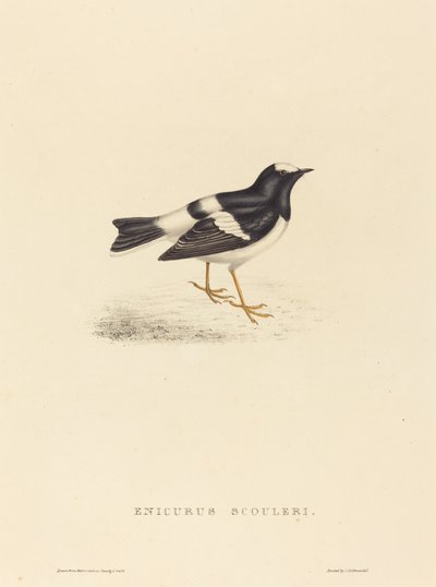 Enicurus Scouleri (Little Forktail) بواسطة إليزابيث جولد