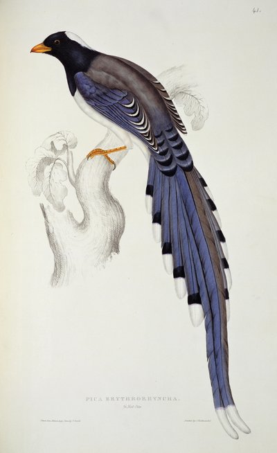 Pica Erythrorhyncha ، من "قرن من الطيور من جبال الهيمالايا" ، 1830-1832 ، بقلم جون جولد (1804-81) بواسطة إليزابيث جولد