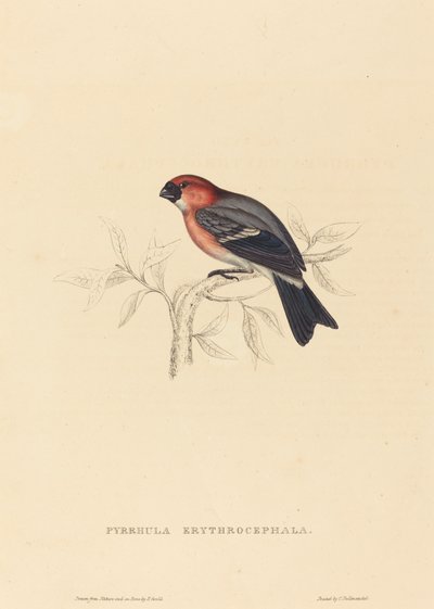 Pyrrhula Erythrocephala (بولفينش أحمر الرأس) بواسطة إليزابيث جولد