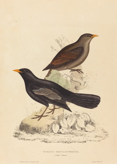 Turdus Poecilopterus (Aztec Thrush) بواسطة إليزابيث جولد
