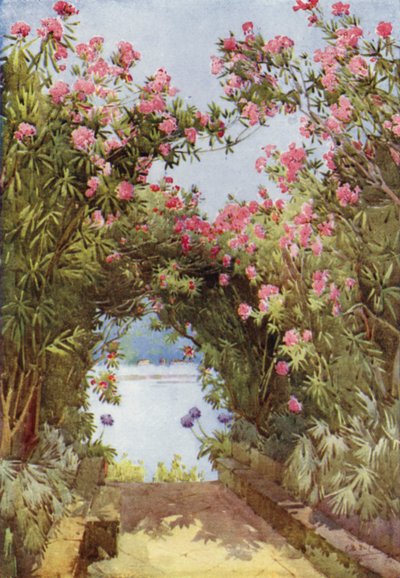 الدفلى ، Isola Madre ، بحيرة Maggiore (لون ليثو) بواسطة إيلا دو كين