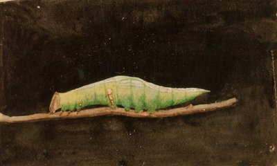  بواسطة جيرالد ثاير