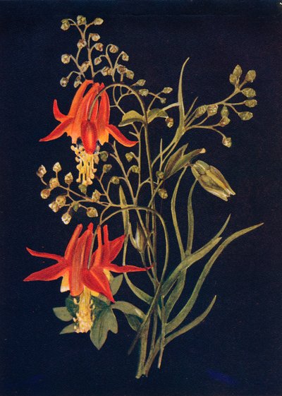 كولومبين ، c1915 ، 1915 بواسطة ساعة إيما جراهام