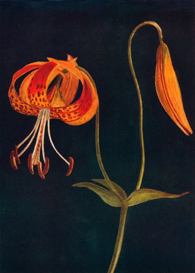 ليوبارد ليلي ، c1915 ، 1915 بواسطة ساعة إيما جراهام