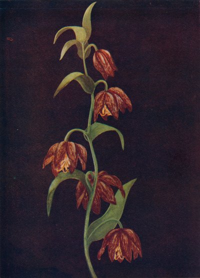 أجراس المهمة ، c1915 ، 1915 بواسطة ساعة إيما جراهام