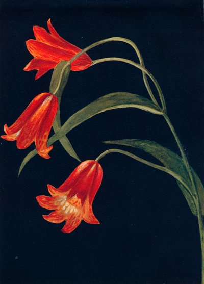 سكارليت فريتيلاريا ، c1915 ، 1915 بواسطة ساعة إيما جراهام