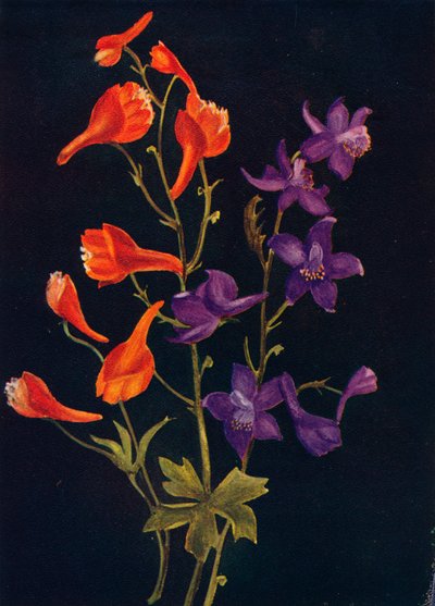 القرمزي والأزرق Larkspur ، c1915 ، 1915 بواسطة ساعة إيما جراهام
