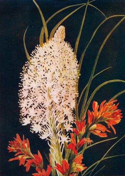 فرشاة الدهان العشب العشب والقرمزي ، c1915 ، 1915 بواسطة ساعة إيما جراهام