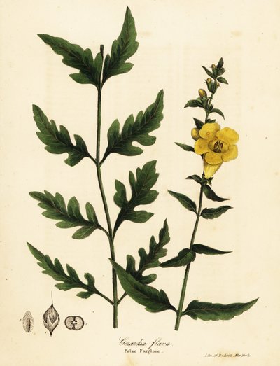 قفاز الثعلب الكاذب ، Aureolaria flava (Gerardia flava) بواسطة انديكوت انديكوت