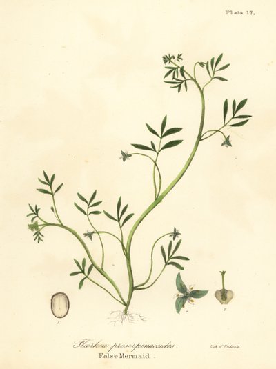 حورية البحر الكاذبة ، Floerkea proserpinacoides بواسطة انديكوت انديكوت