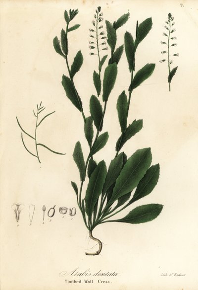 Murbeckiella pinnatifida (رشاد الجدار المسنن ، Arabis dentata) بواسطة انديكوت انديكوت