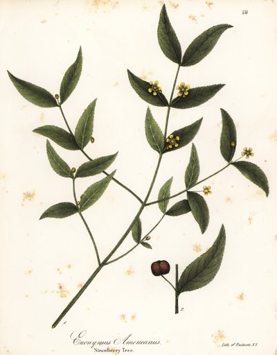 شجرة الفراولة ، Euonymus americanus بواسطة انديكوت انديكوت