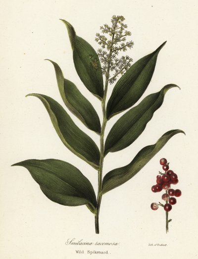 Treacleberry ، Maianthemum racemosum (Wild spikenard ، Smilacina racemosa) بواسطة انديكوت انديكوت