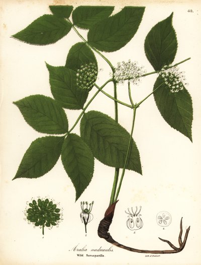 سارسابيلا البرية ، Aralia nudicaulis بواسطة انديكوت انديكوت