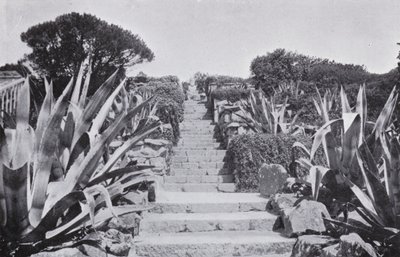 قليلاً في الحدائق في Tresco (صورة بالأبيض والأسود) بواسطة مصور انجليزى