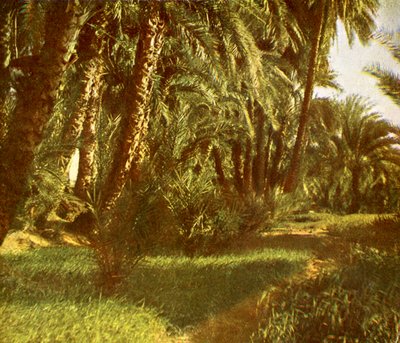 بستان نخيل في جزيرة الفنتين ، مصر. بواسطة مصور انجليزى