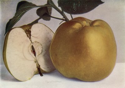 تفاحة، لورد ديربي (صورة ملونة) بواسطة مصور انجليزى