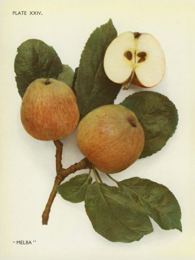 تفاح إنجلترا: ميلبا (صورة ملونة) بواسطة مصور انجليزى