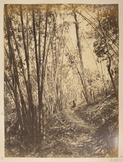 غابة الخيزران في تيستا.  مناظر لدارجيلنج. 1870 بواسطة مصور انجليزى