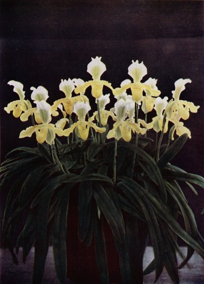 سيبريبيديوم إنسيني سانديراي (صورة ملونة) بواسطة مصور انجليزى