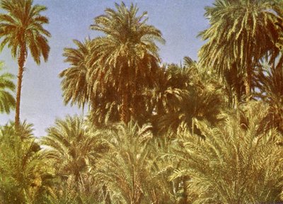 نخيل التمر في جزيرة الفنتين ، مصر بواسطة مصور انجليزى