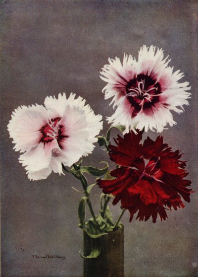 Dianthus Chinensis, var Heddewigii (صورة ملونة) بواسطة مصور انجليزى