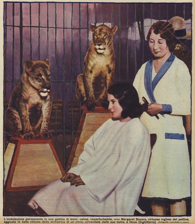 English hairdresser Margaret Seyers calmly doing the hair of a circus lion tamer, watched by her animals, Hove, Sussex (photo) بواسطة مصور انجليزى