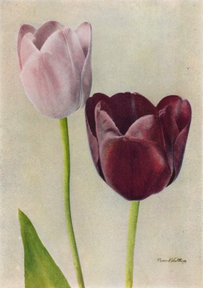 يوتيرب وفرانس هالس (صورة ملونة) بواسطة مصور انجليزى