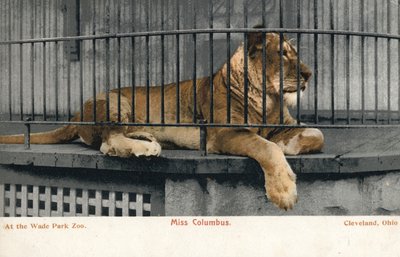 Female lion, Miss Columbus, Wade Park Zoo, Cleveland, Ohio (photo) بواسطة مصور انجليزى
