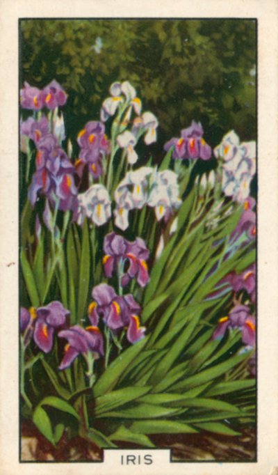 زهور الحديقة: السوسن (صورة ملونة) بواسطة مصور انجليزى