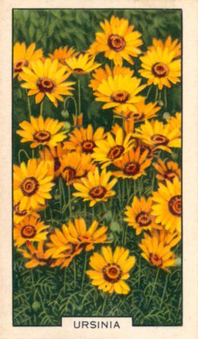 زهور الحديقة: أورسينيا (صورة ملونة) بواسطة مصور انجليزى