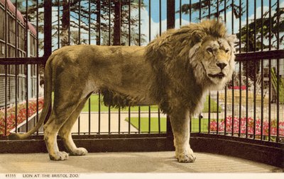 Lion at Bristol Zoo (photo) بواسطة مصور انجليزى