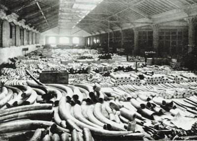 أرصفة لندن: مستودع العاج ، 1895 بواسطة مصور انجليزى