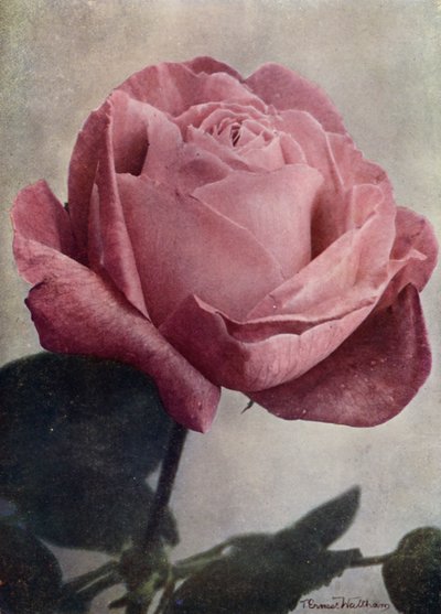 السيدة جون لينج (HP) (صورة ملونة) بواسطة مصور انجليزى