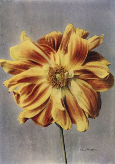 الداليا المزهرة بالبايوني، الغيشا (صورة ملونة) بواسطة مصور انجليزى