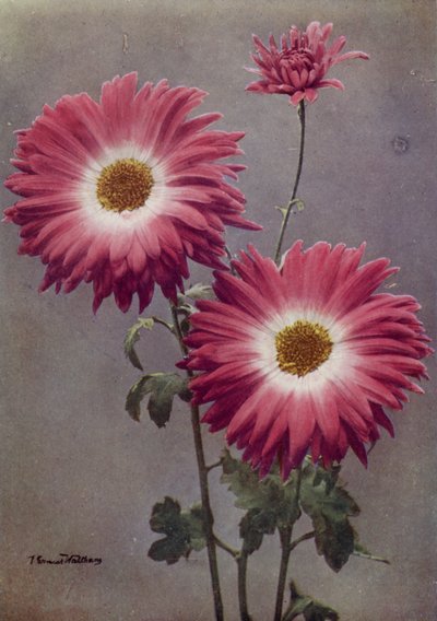 بيرسي أرنولد (صورة ملونة) بواسطة مصور انجليزى