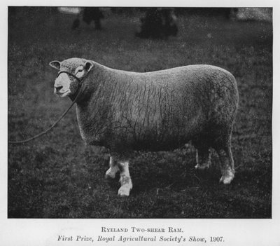 Ryeland Two-shear Ram ، الجائزة الأولى ، عرض الجمعية الزراعية الملكية بواسطة مصور انجليزى