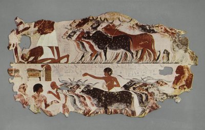 Scene representing the driving of a large herd of cattle, for stocktaking purposes, on an Egyptian farm (photo) بواسطة مصور انجليزى